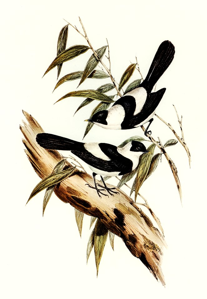 Kaup's Flycatcher (Arses Kaupi) illustrated by Elizabeth Gould (1804–1841) for John Gould’s (1804-1881) Birds of Australia (1972 Edition, 8 volumes). Digitally enhanced from our own facsimile book (1972 Edition, 8 volumes).