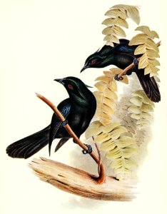 Keraudren's Crow-Shrike (Manucodia Keraudreni) illustrated by Elizabeth Gould (1804–1841) for John Gould’s (1804-1881) Birds of Australia (1972 Edition, 8 volumes). Digitally enhanced from our own facsimile book (1972 Edition, 8 volumes).