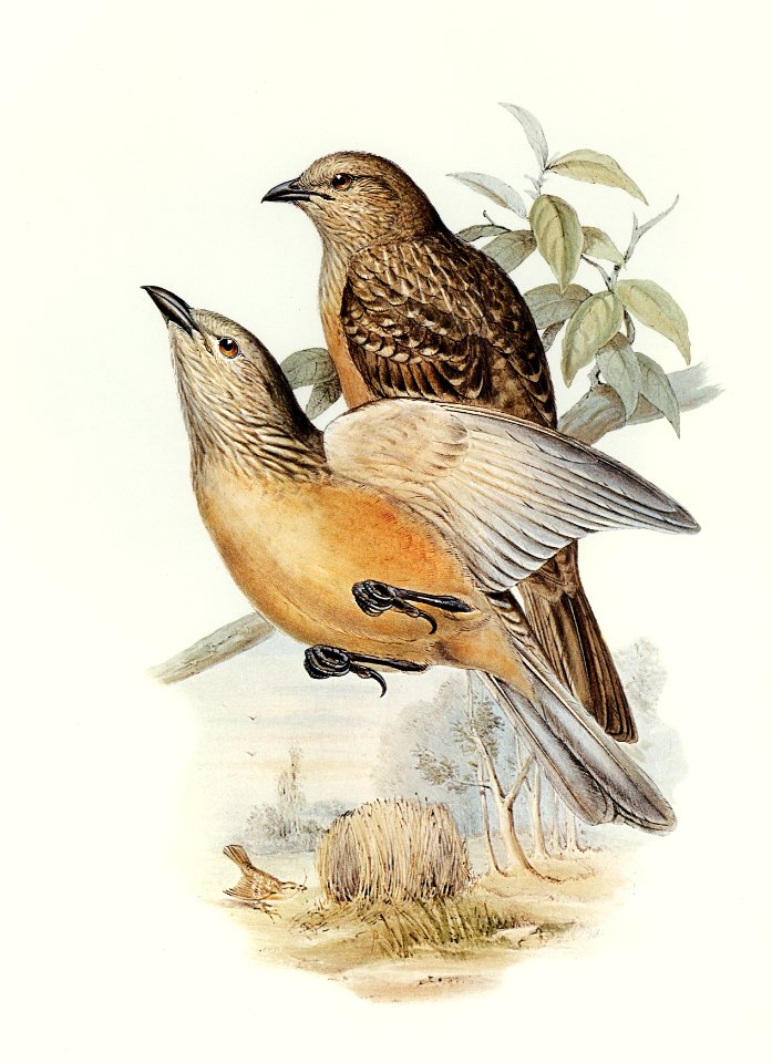 Fawn-breasted Bower-bird (Chlamydera cerviniventris) illustrated by Elizabeth Gould (1804–1841) for John Gould’s (1804-1881) Birds of Australia (1972 Edition, 8 volumes). Digitally enhanced from our own facsimile book (1972 Edition, 8 volumes).