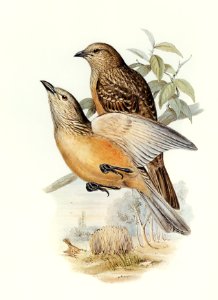 Fawn-breasted Bower-bird (Chlamydera cerviniventris) illustrated by Elizabeth Gould (1804–1841) for John Gould’s (1804-1881) Birds of Australia (1972 Edition, 8 volumes). Digitally enhanced from our own facsimile book (1972 Edition, 8 volumes).