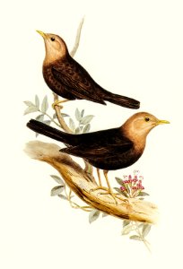 Grey-headed Blackbird (Merula poliocephala) illustrated by Elizabeth Gould (1804–1841) for John Gould’s (1804-1881) Birds of Australia (1972 Edition, 8 volumes). Digitally enhanced from our own facsimile book (1972 Edition, 8 volumes).