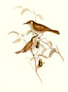 Yellow-spotted Honey-eater (Ptilotis notata) illustrated by Elizabeth Gould (1804–1841) for John Gould’s (1804-1881) Birds of Australia (1972 Edition, 8 volumes). Digitally enhanced from our own facsimile book (1972 Edition, 8 volumes).