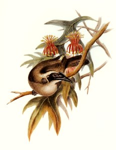 Helmeted Honey-eater (Tropidorhynchus Buceroides) illustrated by Elizabeth Gould (1804–1841) for John Gould’s (1804-1881) Birds of Australia (1972 Edition, 8 volumes). Digitally enhanced from our own facsimile book (1972 Edition, 8 volumes).