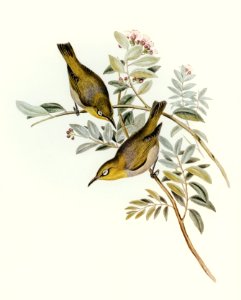 Robust Zosterops (Zosterops strenuus) illustrated by Elizabeth Gould (1804–1841) for John Gould’s (1804-1881) Birds of Australia (1972 Edition, 8 volumes). Digitally enhanced from our own facsimile book (1972 Edition, 8 volumes).