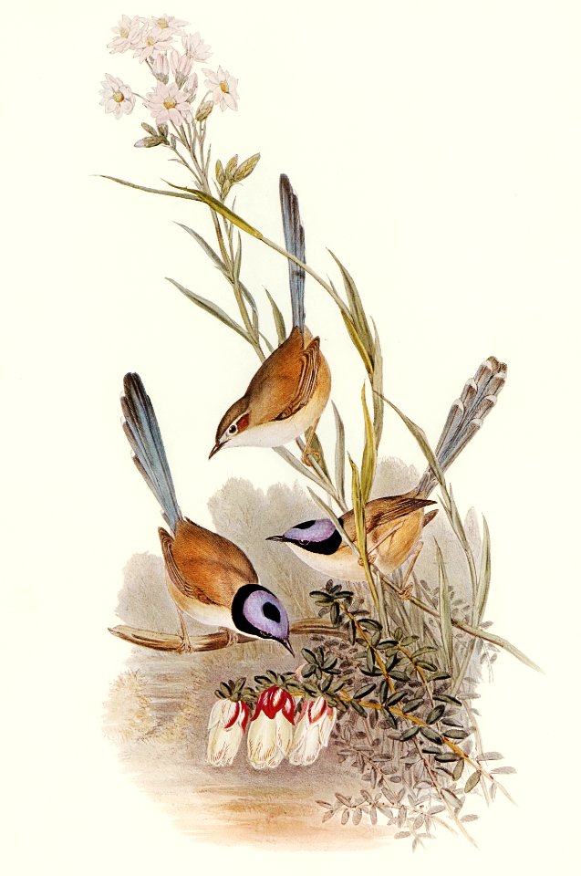 Crowned Wren (Malurus coronatus) illustrated by Elizabeth Gould (1804–1841) for John Gould’s (1804-1881) Birds of Australia (1972 Edition, 8 volumes). Digitally enhanced from our own facsimile book (1972 Edition, 8 volumes).