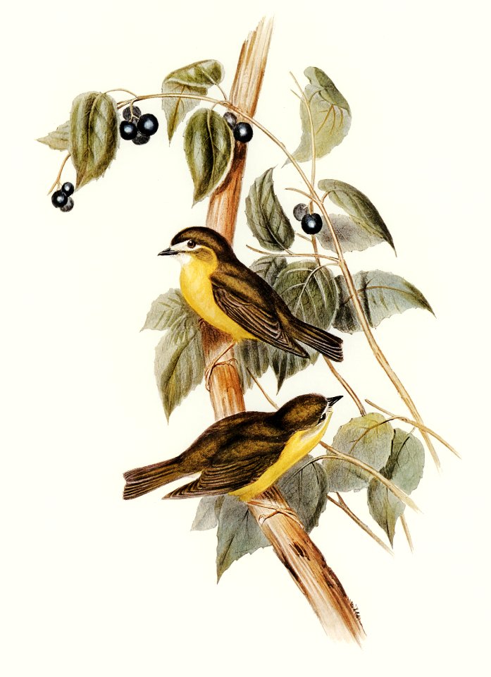 Large-headed Robin (Eopsaltria capito) illustrated by Elizabeth Gould (1804–1841) for John Gould’s (1804-1881) Birds of Australia (1972 Edition, 8 volumes). Digitally enhanced from our own facsimile book (1972 Edition, 8 volumes).