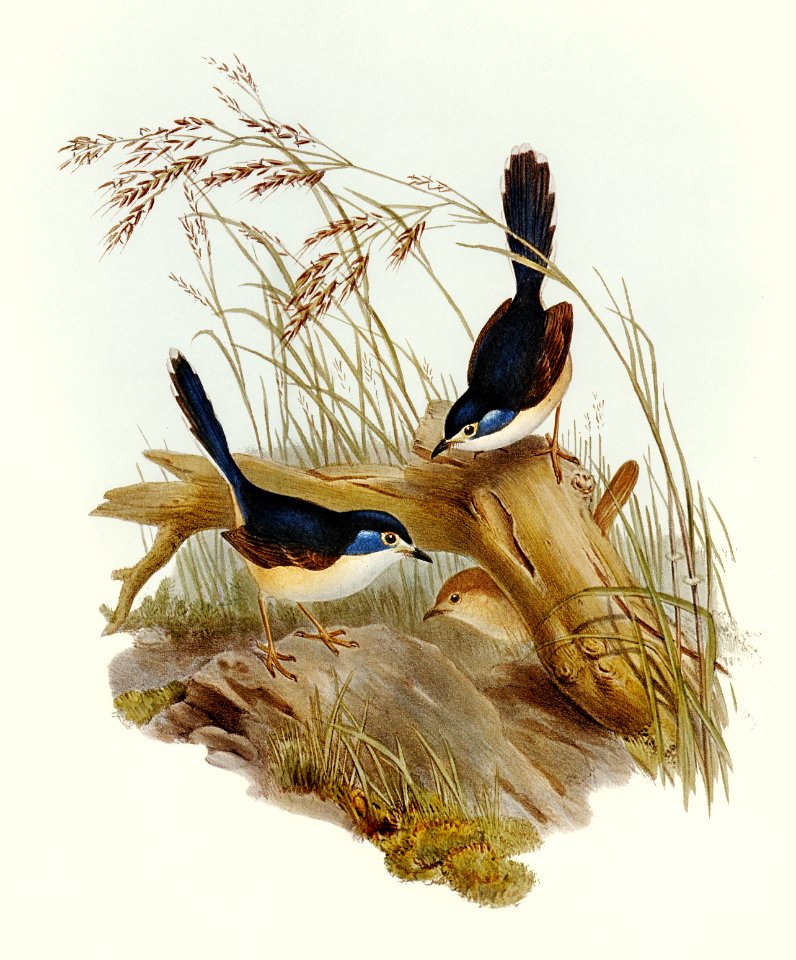 Fawn-breasted Superb Warbler (Malurus hypoleucus) illustrated by Elizabeth Gould (1804–1841) for John Gould’s (1804-1881) Birds of Australia (1972 Edition, 8 volumes). Digitally enhanced from our own facsimile book (1972 Edition, 8 volumes).