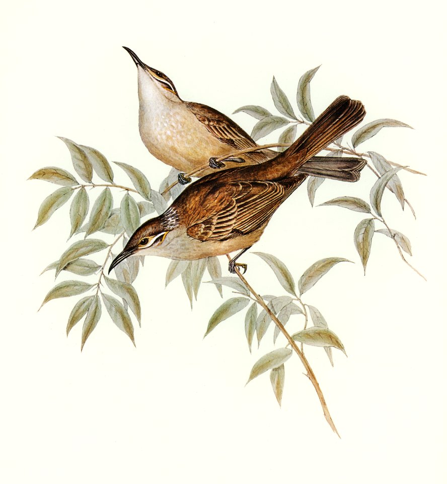 Streaked Honey-eater (Ptilotis filigera) illustrated by Elizabeth Gould (1804–1841) for John Gould’s (1804-1881) Birds of Australia (1972 Edition, 8 volumes). Digitally enhanced from our own facsimile book (1972 Edition, 8 volumes).