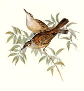 Streaked Honey-eater (Ptilotis filigera) illustrated by Elizabeth Gould (1804–1841) for John Gould’s (1804-1881) Birds of Australia (1972 Edition, 8 volumes). Digitally enhanced from our own facsimile book (1972 Edition, 8 volumes).