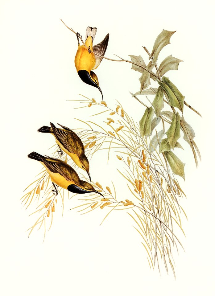 Australian Sun-bird (Nectarinia australis) illustrated by Elizabeth Gould (1804–1841) for John Gould’s (1804-1881) Birds of Australia (1972 Edition, 8 volumes). Digitally enhanced from our own facsimile book (1972 Edition, 8 volumes).