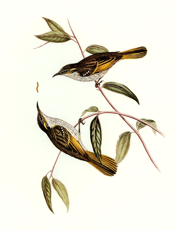 Cockerell's Honey-eater (Ptilotis Cockerelli) illustrated by Elizabeth Gould (1804–1841) for John Gould’s (1804-1881) Birds of Australia (1972 Edition, 8 volumes). Digitally enhanced from our own facsimile book (1972 Edition, 8 volumes).