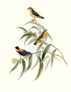 Yellow-rumped Pardalote (Pardalotus xanthopygius) illustrated by Elizabeth Gould (1804–1841) for John Gould’s (1804-1881) Birds of Australia (1972 Edition, 8 volumes). Digitally enhanced from our own facsimile book (1972 Edition, 8 volumes).. Free illustration for personal and commercial use.