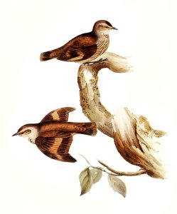 Brown Tree-Creeper (Climacteris scandens) illustrated by Elizabeth Gould (1804–1841) for John Gould’s (1804-1881) Birds of Australia (1972 Edition, 8 volumes). Digitally enhanced from our own facsimile book (1972 Edition, 8 volumes).