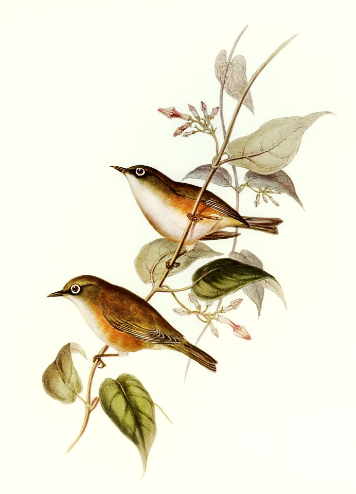 White-breasted Zosterops (Zosterops albogularis) illustrated by Elizabeth Gould (1804–1841) for John Gould’s (1804-1881) Birds of Australia (1972 Edition, 8 volumes). Digitally enhanced from our own facsimile book (1972 Edition, 8 volumes).