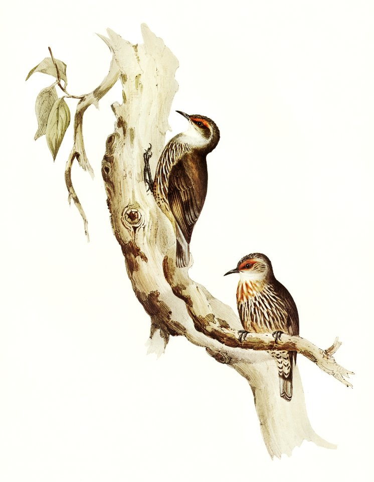 Red-eyebrowed Tree-Creeper (Climacteris crythrops) illustrated by Elizabeth Gould (1804–1841) for John Gould’s (1804-1881) Birds of Australia (1972 Edition, 8 volumes). Digitally enhanced from our own facsimile book (1972 Edition, 8 volumes).