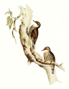 Red-eyebrowed Tree-Creeper (Climacteris crythrops) illustrated by Elizabeth Gould (1804–1841) for John Gould’s (1804-1881) Birds of Australia (1972 Edition, 8 volumes). Digitally enhanced from our own facsimile book (1972 Edition, 8 volumes).