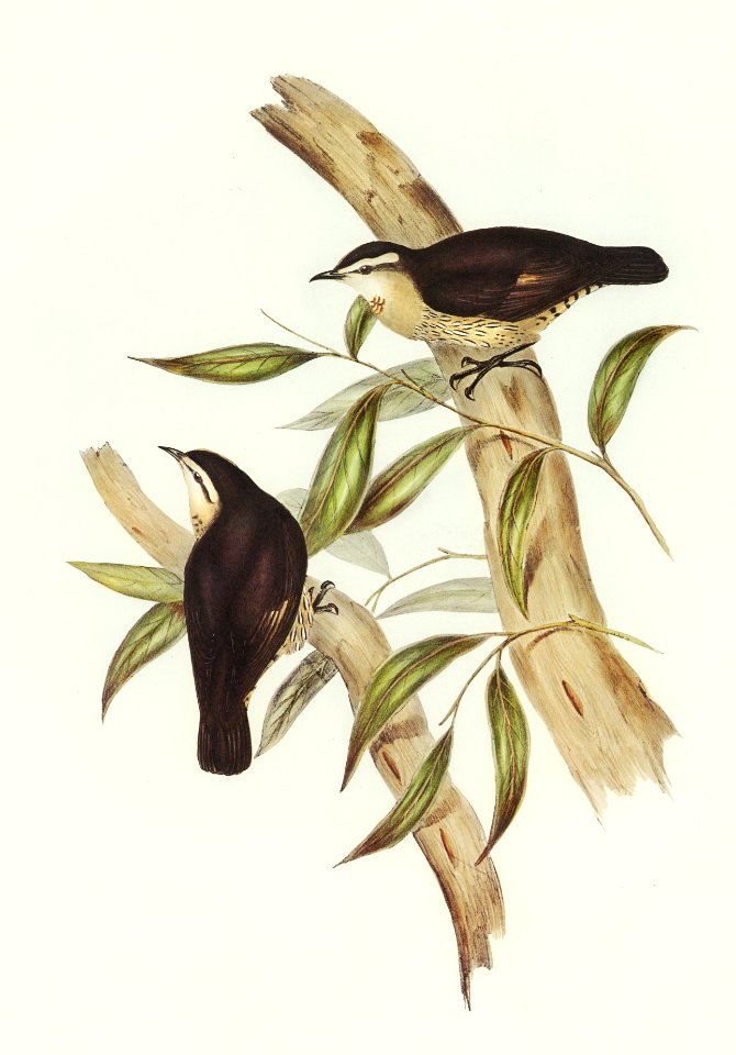 Black-backed Tree-Creeper (Climacteris melanotus) illustrated by Elizabeth Gould (1804–1841) for John Gould’s (1804-1881) Birds of Australia (1972 Edition, 8 volumes). Digitally enhanced from our own facsimile book (1972 Edition, 8 volumes).