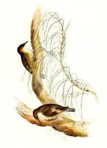 White-throated Tree-Creeper (Climacteris picumnus) illustrated by Elizabeth Gould (1804–1841) for John Gould’s (1804-1881) Birds of Australia (1972 Edition, 8 volumes). Digitally enhanced from our own facsimile book (1972 Edition, 8 volumes).