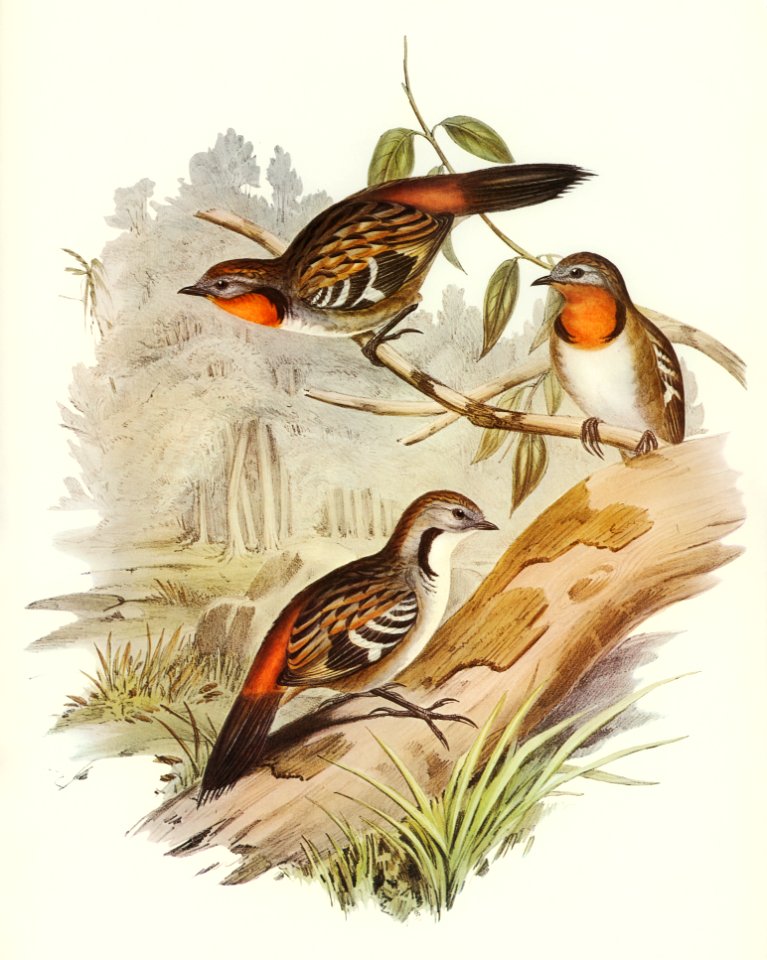 Spine-tailed Orthonyx (Orthonyx spinicaudus) illustrated by Elizabeth Gould (1804–1841) for John Gould’s (1804-1881) Birds of Australia (1972 Edition, 8 volumes). Digitally enhanced from our own facsimile book (1972 Edition, 8 volumes).