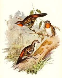 Spine-tailed Orthonyx (Orthonyx spinicaudus) illustrated by Elizabeth Gould (1804–1841) for John Gould’s (1804-1881) Birds of Australia (1972 Edition, 8 volumes). Digitally enhanced from our own facsimile book (1972 Edition, 8 volumes).