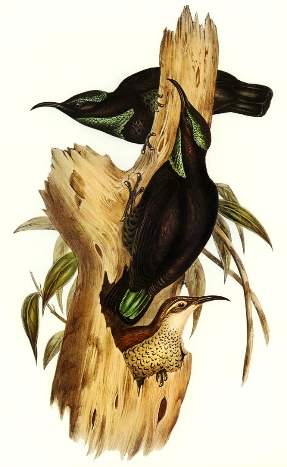 Rifle Bird (Ptiloris paradiseus) illustrated by Elizabeth Gould (1804–1841) for John Gould’s (1804-1881) Birds of Australia (1972 Edition, 8 volumes). Digitally enhanced from our own facsimile book (1972 Edition, 8 volumes).