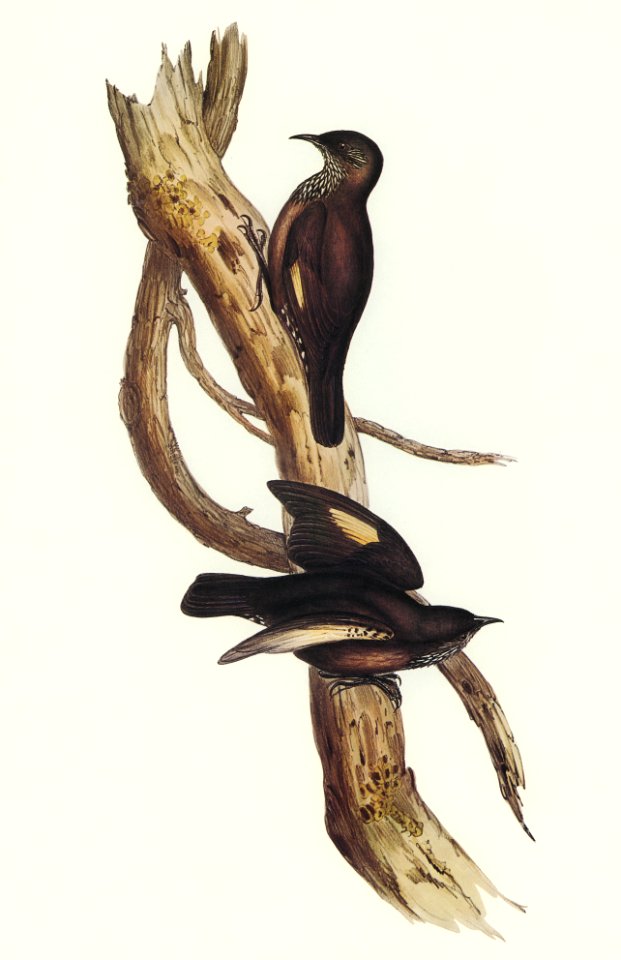 Black-tailed Tree-Creeper (Climacteris melanura) illustrated by Elizabeth Gould (1804–1841) for John Gould’s (1804-1881) Birds of Australia (1972 Edition, 8 volumes). Digitally enhanced from our own facsimile book (1972 Edition, 8 volumes).
