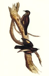 Black-tailed Tree-Creeper (Climacteris melanura) illustrated by Elizabeth Gould (1804–1841) for John Gould’s (1804-1881) Birds of Australia (1972 Edition, 8 volumes). Digitally enhanced from our own facsimile book (1972 Edition, 8 volumes).