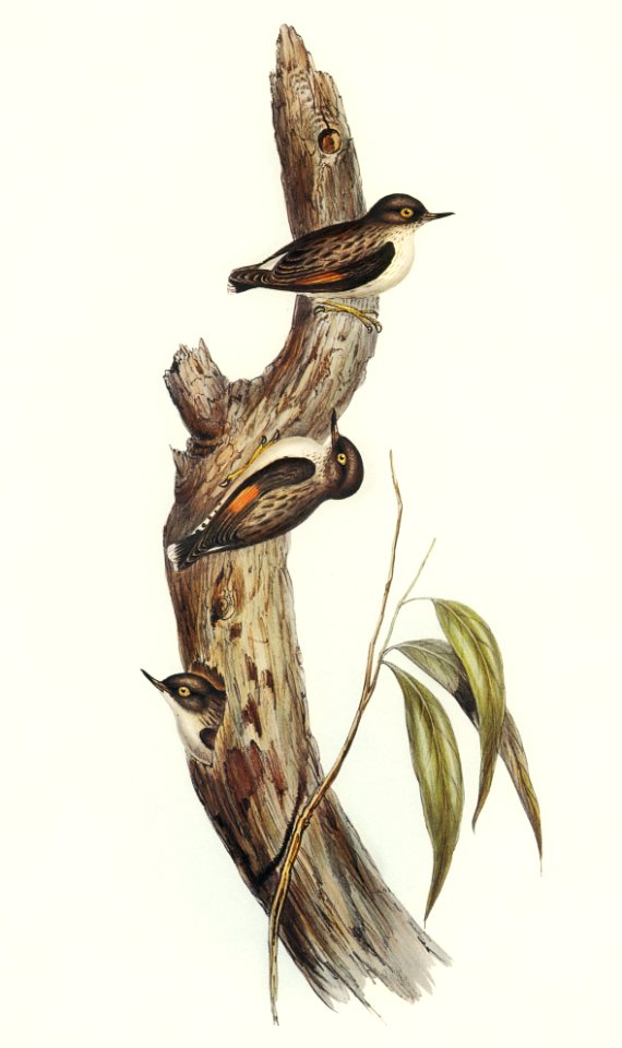 Orange-winged Sittella (Sittella chrysoptera) illustrated by Elizabeth Gould (1804–1841) for John Gould’s (1804-1881) Birds of Australia (1972 Edition, 8 volumes). Digitally enhanced from our own facsimile book (1972 Edition, 8 volumes).