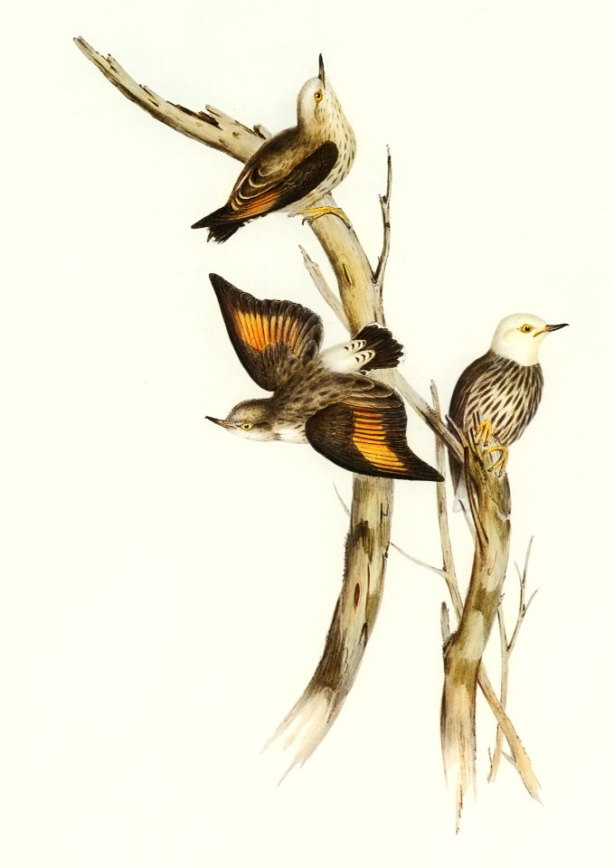 White-headed Sittella (Sittella leucocephala) illustrated by Elizabeth Gould (1804–1841) for John Gould’s (1804-1881) Birds of Australia (1972 Edition, 8 volumes). Digitally enhanced from our own facsimile book (1972 Edition, 8 volumes).