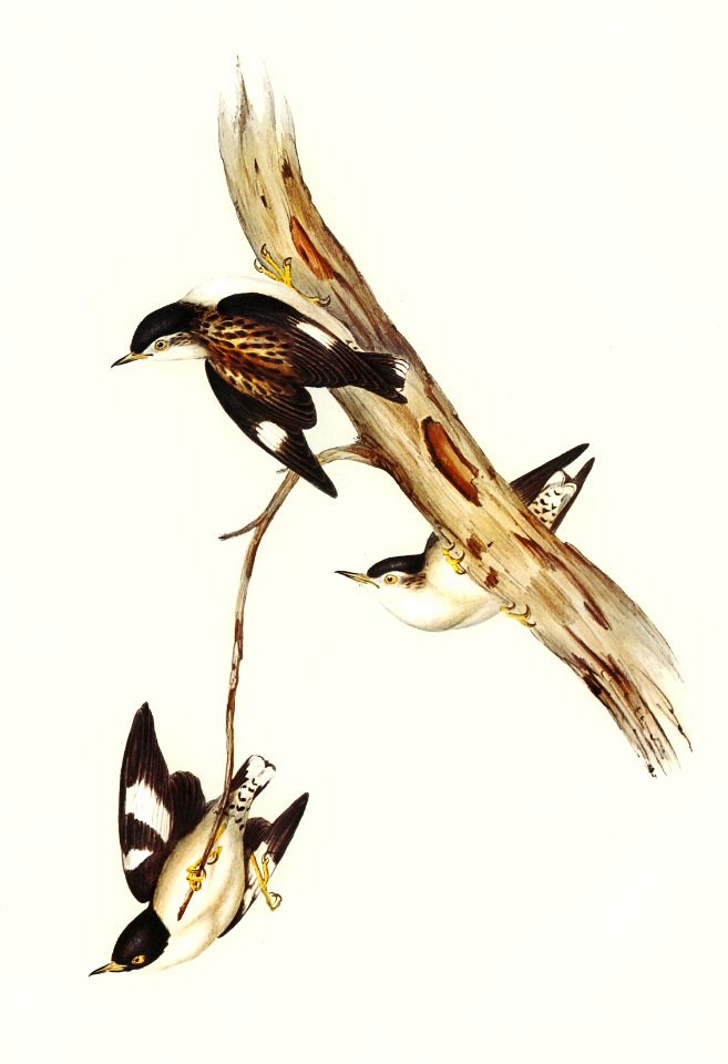 White-winged Sittella (Sittella leucoptera) illustrated by Elizabeth Gould (1804–1841) for John Gould’s (1804-1881) Birds of Australia (1972 Edition, 8 volumes). Digitally enhanced from our own facsimile book (1972 Edition, 8 volumes).