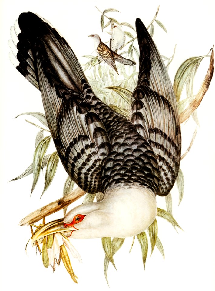 Channel Bill Cuckoo (Scythrops Novae-Hollandiae) illustrated by Elizabeth Gould (1804–1841) for John Gould’s (1804-1881) Birds of Australia (1972 Edition, 8 volumes). Digitally enhanced from our own facsimile book (1972 Edition, 8 volumes).