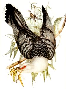 Channel Bill Cuckoo (Scythrops Novae-Hollandiae) illustrated by Elizabeth Gould (1804–1841) for John Gould’s (1804-1881) Birds of Australia (1972 Edition, 8 volumes). Digitally enhanced from our own facsimile book (1972 Edition, 8 volumes).