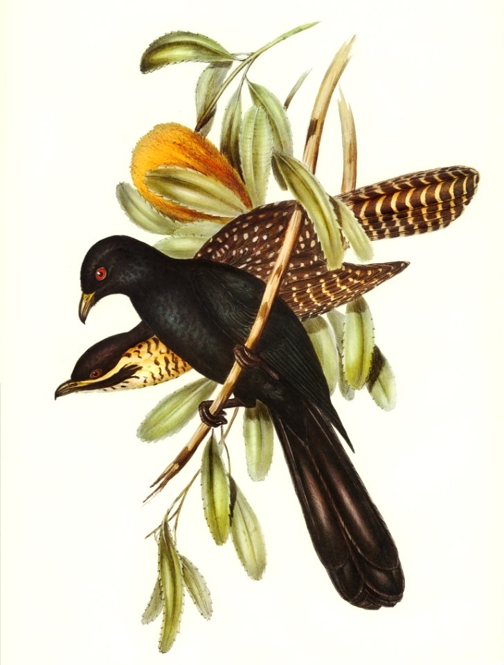 Flinder's Cuckoo (Eudynamys Flindersii) illustrated by Elizabeth Gould (1804–1841) for John Gould’s (1804-1881) Birds of Australia (1972 Edition, 8 volumes). Digitally enhanced from our own facsimile book (1972 Edition, 8 volumes).