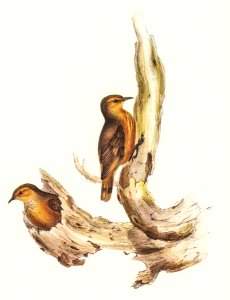 Rufous Tree-Creeper (Climacteris rufa) illustrated by Elizabeth Gould (1804–1841) for John Gould’s (1804-1881) Birds of Australia (1972 Edition, 8 volumes). Digitally enhanced from our own facsimile book (1972 Edition, 8 volumes).. Free illustration for personal and commercial use.