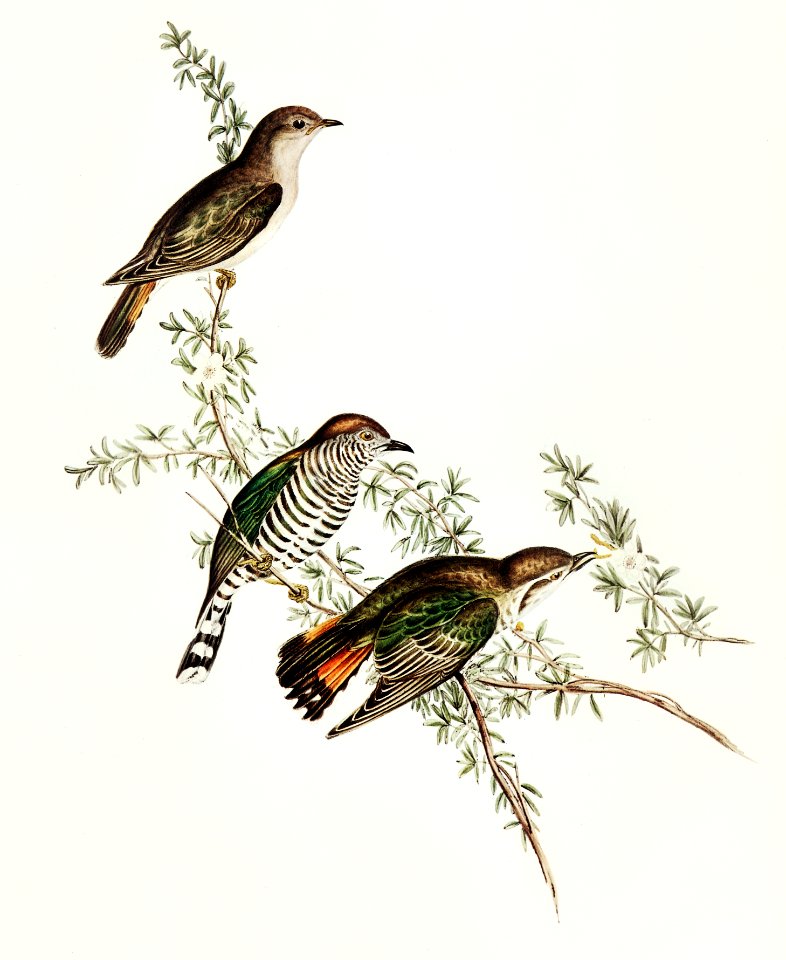 Shining Cuckoo (Chrysococcyx lucidus) illustrated by Elizabeth Gould (1804–1841) for John Gould’s (1804-1881) Birds of Australia (1972 Edition, 8 volumes). Digitally enhanced from our own facsimile book (1972 Edition, 8 volumes).
