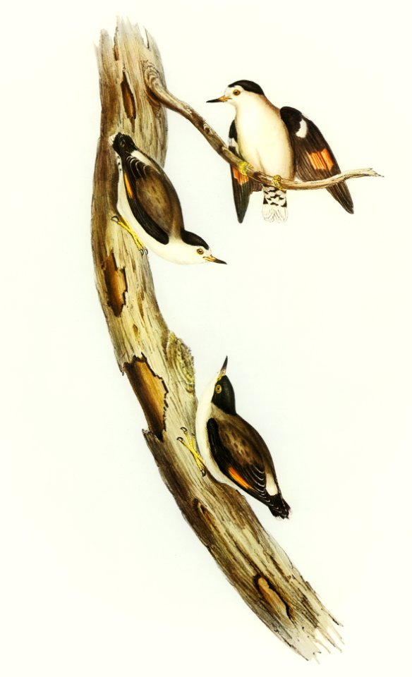 Black-capped Sittella (Sittella pileata) illustrated by Elizabeth Gould (1804–1841) for John Gould’s (1804-1881) Birds of Australia (1972 Edition, 8 volumes). Digitally enhanced from our own facsimile book (1972 Edition, 8 volumes).