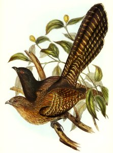 Pheasant Cuckoo (Centropus Phasianus) illustrated by Elizabeth Gould (1804–1841) for John Gould’s (1804-1881) Birds of Australia (1972 Edition, 8 volumes). Digitally enhanced from our own facsimile book (1972 Edition, 8 volumes).