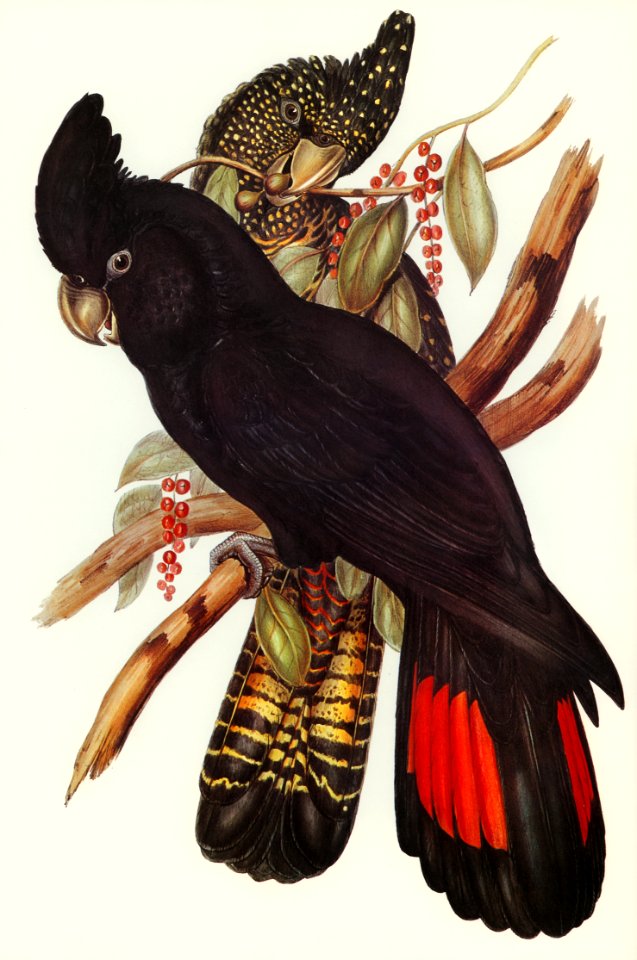 Banksian Cockatoo (Calyptorhynchus Banksii) illustrated by Elizabeth Gould (1804–1841) for John Gould’s (1804-1881) Birds of Australia (1972 Edition, 8 volumes). Digitally enhanced from our own facsimile book (1972 Edition, 8 volumes).