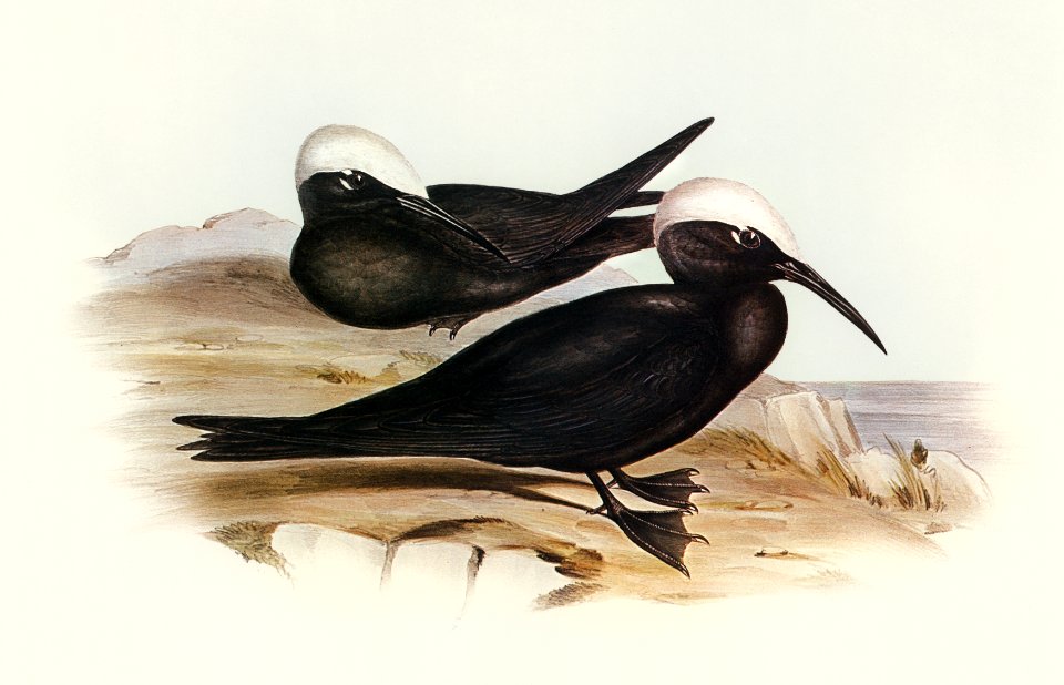 White-capped Tern (Anous leucocapillus) illustrated by Elizabeth Gould (1804–1841) for John Gould’s (1804-1881) Birds of Australia (1972 Edition, 8 volumes). Digitally enhanced from our own facsimile book (1972 Edition, 8 volumes).