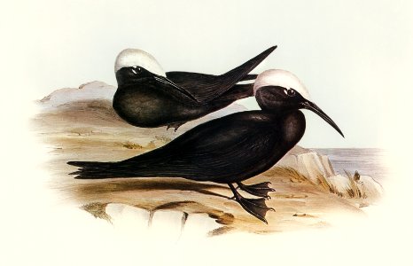 White-capped Tern (Anous leucocapillus) illustrated by Elizabeth Gould (1804–1841) for John Gould’s (1804-1881) Birds of Australia (1972 Edition, 8 volumes). Digitally enhanced from our own facsimile book (1972 Edition, 8 volumes).