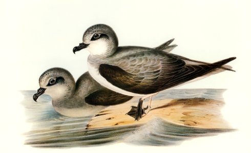 Soft-plumaged Petrel (Procellaria mollis) illustrated by Elizabeth Gould (1804–1841) for John Gould’s (1804-1881) Birds of Australia (1972 Edition, 8 volumes). Digitally enhanced from our own facsimile book (1972 Edition, 8 volumes).