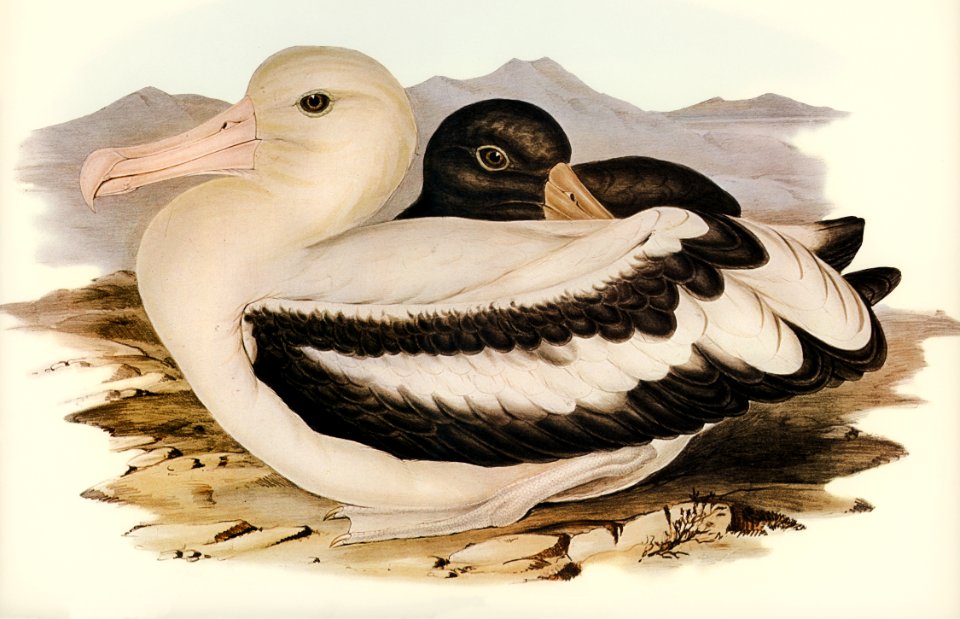 Short-tailed Albatros (Diomedea brachyura) illustrated by Elizabeth Gould (1804–1841) for John Gould’s (1804-1881) Birds of Australia (1972 Edition, 8 volumes). Digitally enhanced from our own facsimile book (1972 Edition, 8 volumes).