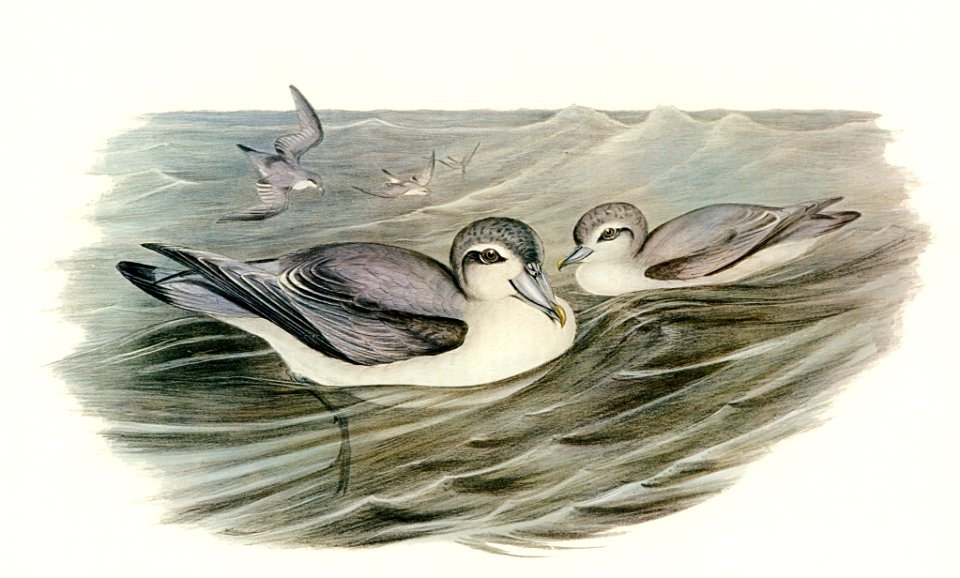 Broad-billed Prion (Prion vittatus) illustrated by Elizabeth Gould (1804–1841) for John Gould’s (1804-1881) Birds of Australia (1972 Edition, 8 volumes). Digitally enhanced from our own facsimile book (1972 Edition, 8 volumes).