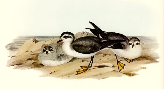 White-faced Storm Petrel (Thalassidroma marina) illustrated by Elizabeth Gould (1804–1841) for John Gould’s (1804-1881) Birds of Australia (1972 Edition, 8 volumes). Digitally enhanced from our own facsimile book (1972 Edition, 8 volumes).. Free illustration for personal and commercial use.