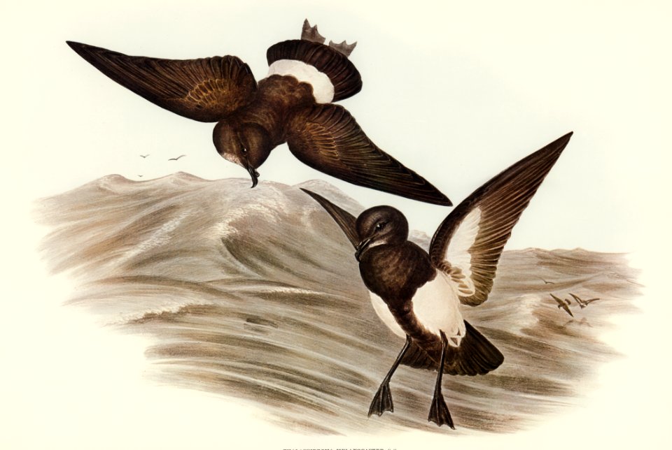 Black-bellied Storm Petrel (Thalassidroma melanogaster) illustrated by Elizabeth Gould (1804–1841) for John Gould’s (1804-1881) Birds of Australia (1972 Edition, 8 volumes). Digitally enhanced from our own facsimile book (1972 Edition, 8 volumes).