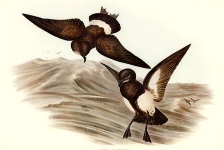 Black-bellied Storm Petrel (Thalassidroma melanogaster) illustrated by Elizabeth Gould (1804–1841) for John Gould’s (1804-1881) Birds of Australia (1972 Edition, 8 volumes). Digitally enhanced from our own facsimile book (1972 Edition, 8 volumes).. Free illustration for personal and commercial use.
