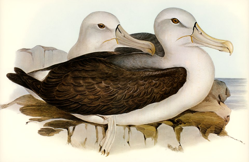 Cautious Albatros (Diomedea cauta) illustrated by Elizabeth Gould (1804–1841) for John Gould’s (1804-1881) Birds of Australia (1972 Edition, 8 volumes). Digitally enhanced from our own facsimile book (1972 Edition, 8 volumes).