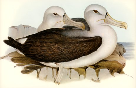 Cautious Albatros (Diomedea cauta) illustrated by Elizabeth Gould (1804–1841) for John Gould’s (1804-1881) Birds of Australia (1972 Edition, 8 volumes). Digitally enhanced from our own facsimile book (1972 Edition, 8 volumes).