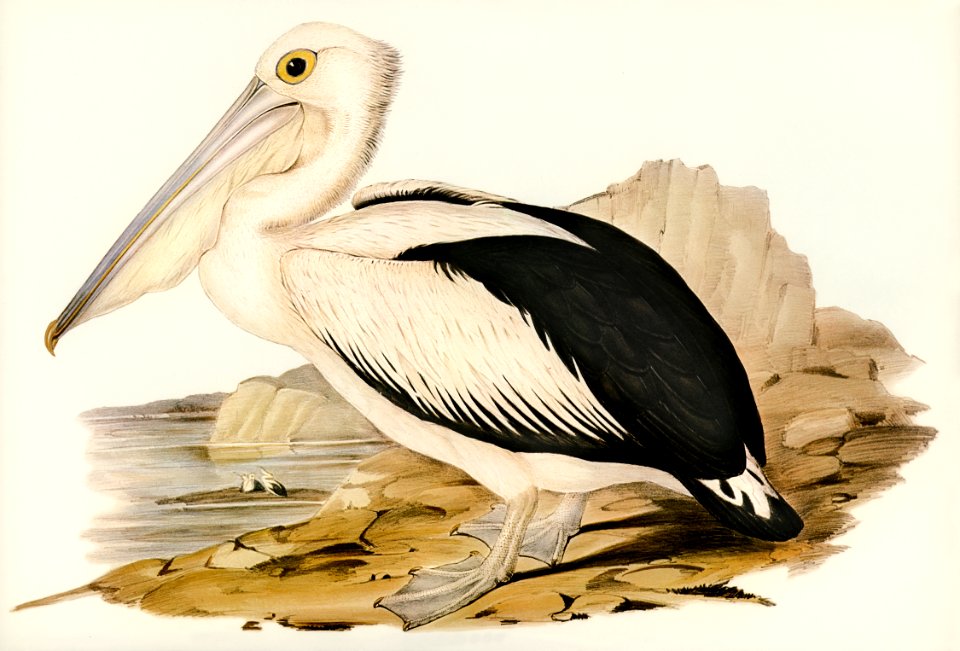 Australian Pelican (Pelecanus conspicillatus) illustrated by Elizabeth Gould (1804–1841) for John Gould’s (1804-1881) Birds of Australia (1972 Edition, 8 volumes). Digitally enhanced from our own facsimile book (1972 Edition, 8 volumes).