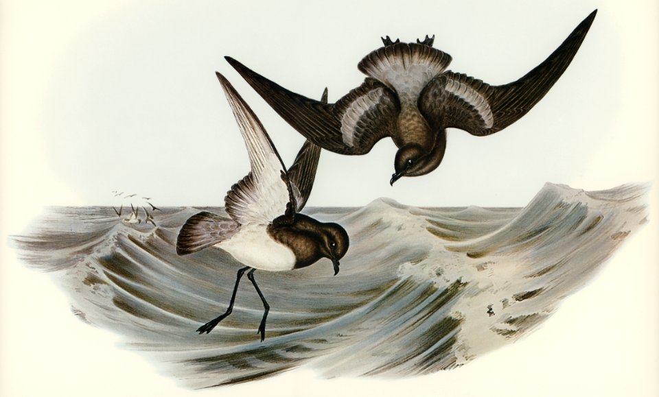 Grey-backed Storm Petrel (Thalassidroma Nereis) illustrated by Elizabeth Gould (1804–1841) for John Gould’s (1804-1881) Birds of Australia (1972 Edition, 8 volumes). Digitally enhanced from our own facsimile book (1972 Edition, 8 volumes).